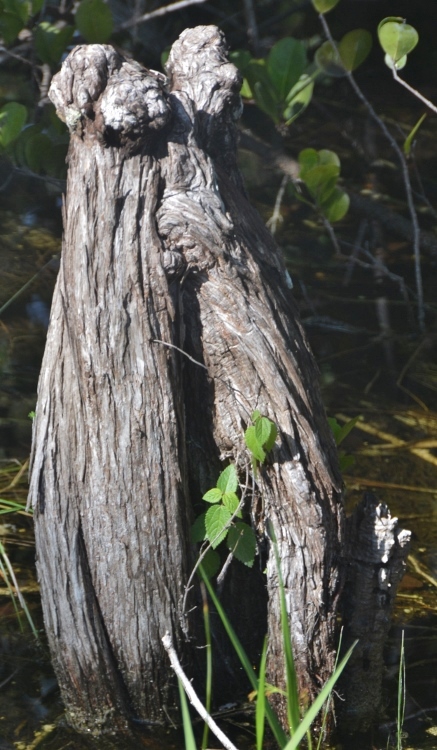 cypress stump